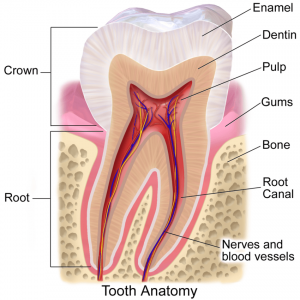 tooth anatomy